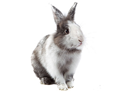 Gedragstherapie voor konijnen