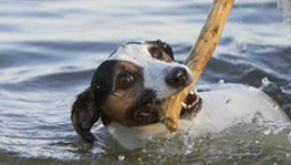Referentie klanten eline teygeler hond alleen thuis blijven