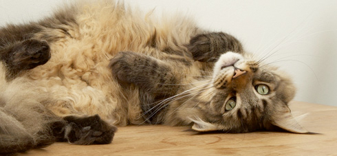 Mike sproeit niet meer in huis