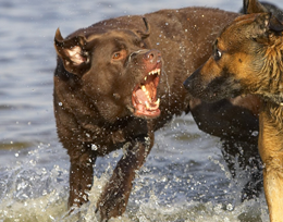 Valt niet meer uit tegen honden en mensen gedragstherapie hond