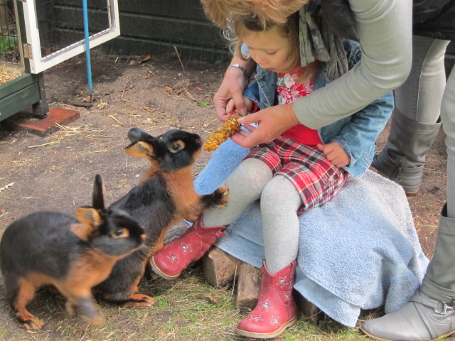 Stamper werd toch knuffelkonijn