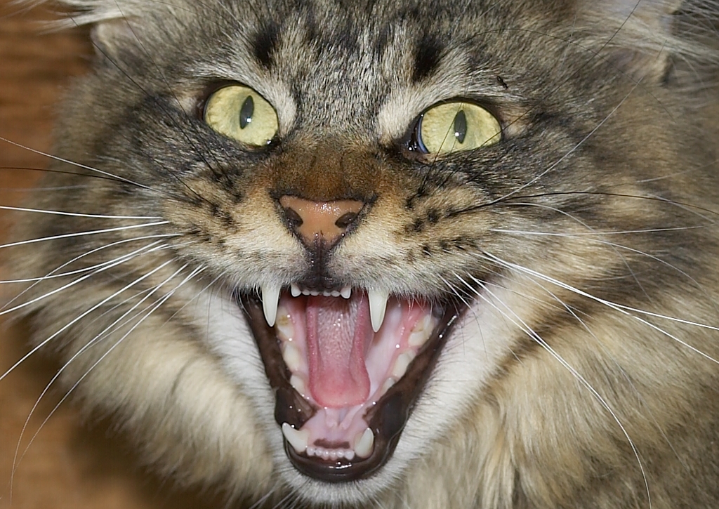 Agressie zoals bijten, grommen en blazen is een veelvoorkomend probleem dat vaak goed te behandelen is.