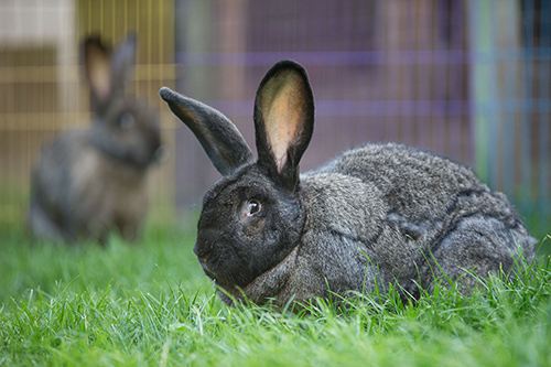 Ducienim harit piente nimin