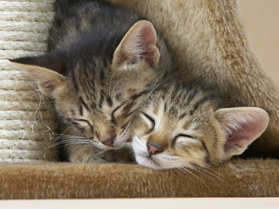 Een goede introductiebeleid voor een nieuwe kat in huis kan gedragsproblemen voorkomen.